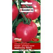 Pomidor gruntowy wysoki i pod osłony MALINOWY RETRO (Lycopersicon esculentum) - 0,5 g