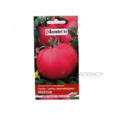 Pomidor gruntowy karłowy MALINIAK (Lycopersicon esculentum) - 0,5 g