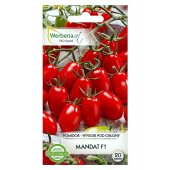 Pomidor koktajlowy MANDAT F1 (Solanum lycopersicum L.) - 20 nasion
