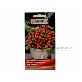 Pomidor koktajlowy typ cherry VILMA (Lycopersicon esculentum) - 0,2 g