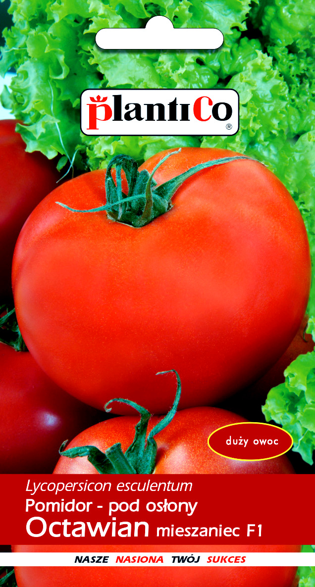 Pomidor szklarniowy - tunelowy OCTAWIAN F1 (Lycopersicon esculentum) - 0,1 g 