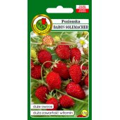 Poziomka BARON VON SOLEMACHER (Fragaria vesca) - 0,5 g