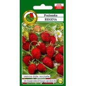 Poziomka REGINA (Fragaria vesca) - 0,5 g