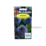 Przegorzan (Echinops ritro) - 1 g