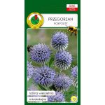 Przegorzan (Echinops ritro) - 1 g