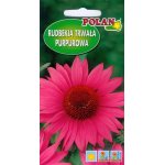Rudbekia purpurowa, Jeżówka (różowa) (Rudbeckia purpurea) - 1 g
