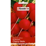 Rzodkiewka kulista CHERRY BELLE (Raphanus sativus) - 10 g