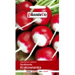 Rzodkiewka kulista KRAKOWIANKA (Raphanus sativus) - 10 g