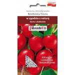 Rzodkiewka kulista TYTANIA otoczkowana (Raphanus sativus) - 300 nasion