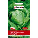 Sałata krucha lodowa wczesna KWIRYNA (Lactuca sativa) - 1,2 g