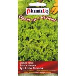 Sałata liściowa całosezonowa LOLLO BIONDA (Lactuca sativa) - 0,5 g