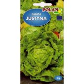 Sałata masłowa całosezonowa JUSTYNA (Lactuca sativa) - 1 g