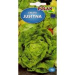 Sałata masłowa całosezonowa JUSTYNA (Lactuca sativa) - 1 g