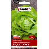 Sałata masłowa średniowczesna REGINA ZIELONA (Lactuca sativa) - 1 g