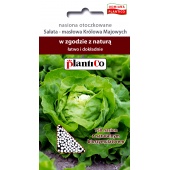 Sałata masłowa wczesna KRÓLOWA MAJOWYCH otoczkowana (Lactuca sativa) - 150 nasion