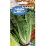 Sałata rzymska LIWIA (Lactuca sativa) - 1 g