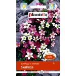 Skalnica (mieszanka) (Saxifraga arendsii) - 0,05 g