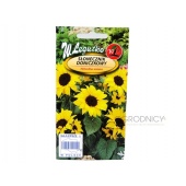 Słonecznik ozdobny doniczkowy POLINO COLA (Helianthus annuus) - 1 g