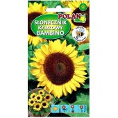 Słonecznik ozdobny karłowy BAMBINO (Helianthus annuus) - 2 g