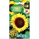 Słonecznik ozdobny karłowy BAMBINO (Helianthus annuus) - 2 g