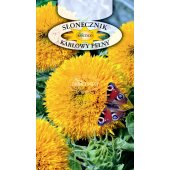 Słonecznik ozdobny niski pełny (Helianthus annuus) - 2 g
