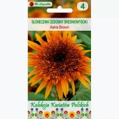 Słonecznik ozdobny średnio wysoki ASTRA BROWN (Helianthus annuus) - 1 g