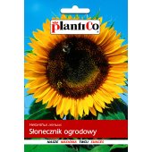 Słonecznik wysoki ogrodowy (Helianthus annuus) - 10 g