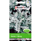 Starzec / Mrozy (Senecio cineraria) - 0,2 g