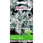 Starzec / Mrozy (Senecio cineraria) - 0,2 g