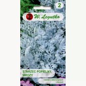 Starzec popielny, Mrozy (Cineraria maritima) - 0,2 g