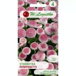 Stokrotka POMPONETTE (różowa) (Bellis perennis) - 0,1 g