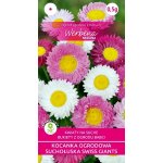 Suchołuska (mieszanka), Kocanka ogrodowa (Helipterum roseum) - 0,5 g