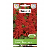 Szałwia błyszcząca (czerwona) (Salvia splendens) - 0,5 g