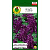 Szałwia błyszcząca (fioletowa) (Salvia splendens) - 0,5 g 