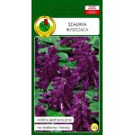 Szałwia błyszcząca (fioletowa) (Salvia splendens) - 0,5 g 