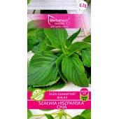 Szałwia HISZPAŃSKA CHIA (Salvia hispanica) - 0,2 g