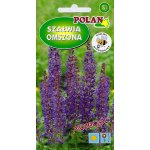Szałwia omszona (fioletowo-niebieska) (Salvia nemorosa) - 0,2 g