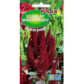 Szarłat wiechowaty (Amaranthus paniculatus) - 2 g