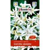 Szarotka alpejska (Leontopodium alpinum) - 0,1 g