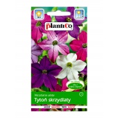 Tytoń skrzydlaty (Nicotiana alata) - 0,3 g