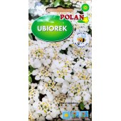 Ubiorek (Iberis umbellata) - 2 g