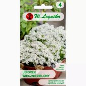 Ubiorek wiecznie zielony (Iberis sempervirens) - 0,5 g 