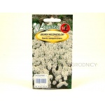 Ubiorek wiecznie zielony (Iberis sempervirens) - 0,5 g 