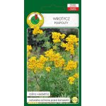 Wrotycz pospolity (Tanacetum vulgare) - 0,5 g
