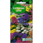 Zatrwian wrębny (mieszanka) (Limonium sinuatum) 0,5 g