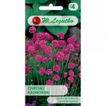 Zawciąg nadmorski (różowy) (Armeria maritima) - 0,15 g