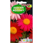 Złocień różowy mieszanka (Chrysanthemum coccineum) - 1 g 