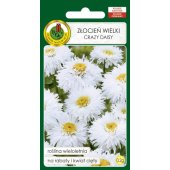 Złocień wielki CRAZY DAISY (Chrysanthemum maximum fl.pl) - 0,2 g