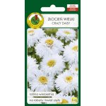 Złocień wielki CRAZY DAISY (Chrysanthemum maximum fl.pl) - 0,2 g