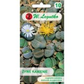 Żywe kamienie (Lithops sp.) - ok. 50 nasion